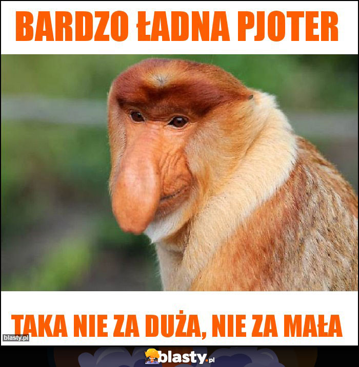 BARDZO ŁADNA PJOTER