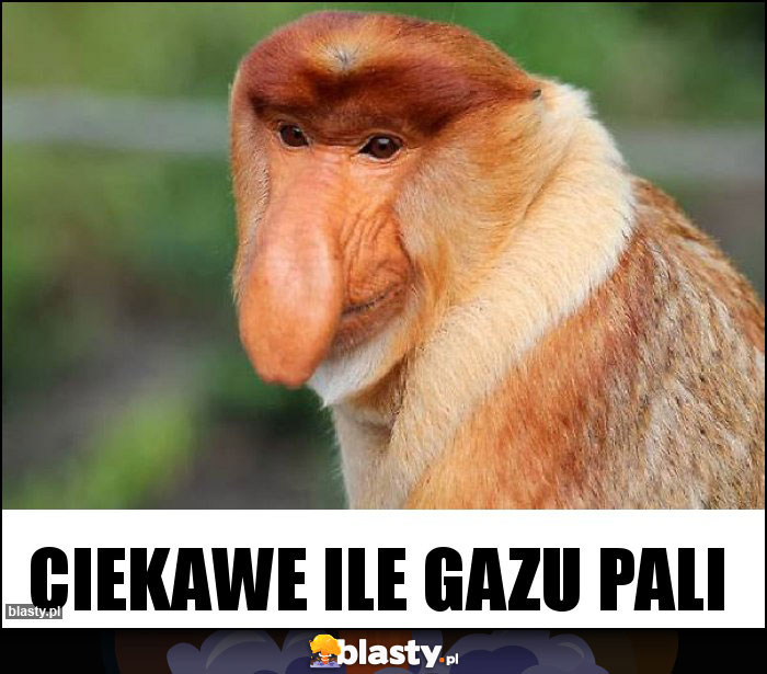 Ciekawe ile gazu pali