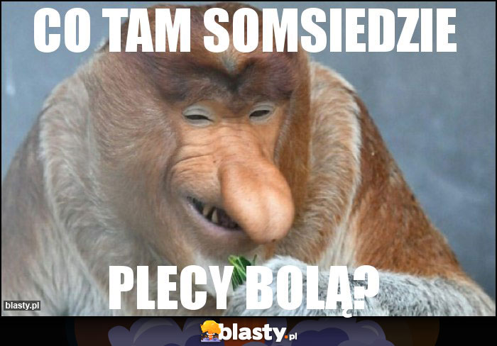 Co tam somsiedzie