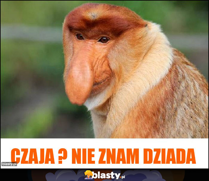 Czaja ? Nie znam dziada