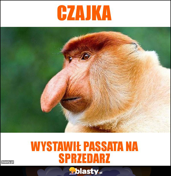 Czajka