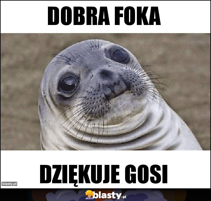 dobra foka