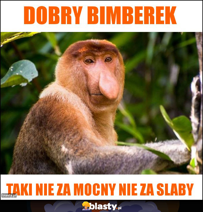 Dobry bimberek