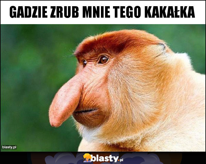 Gadzie zrub mnie tego kakałka