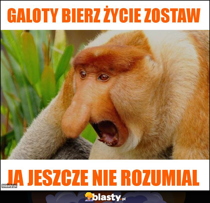 GALOTY BIERZ ŻYCIE ZOSTAW