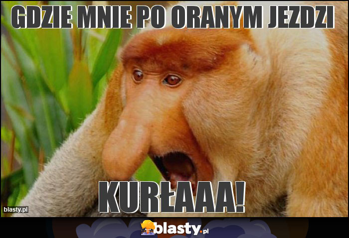 gdzie mnie po oranym jezdzi