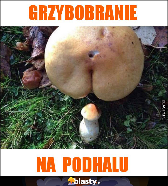 grzybobranie