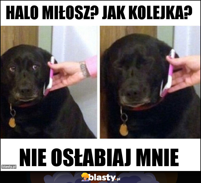 Halo Miłosz? Jak kolejka?