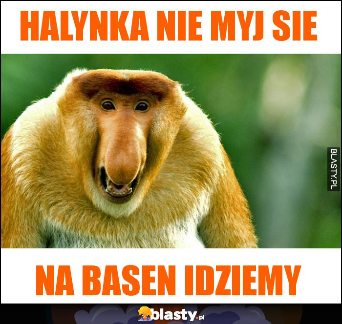 HALYNKA NIE MYJ SIE