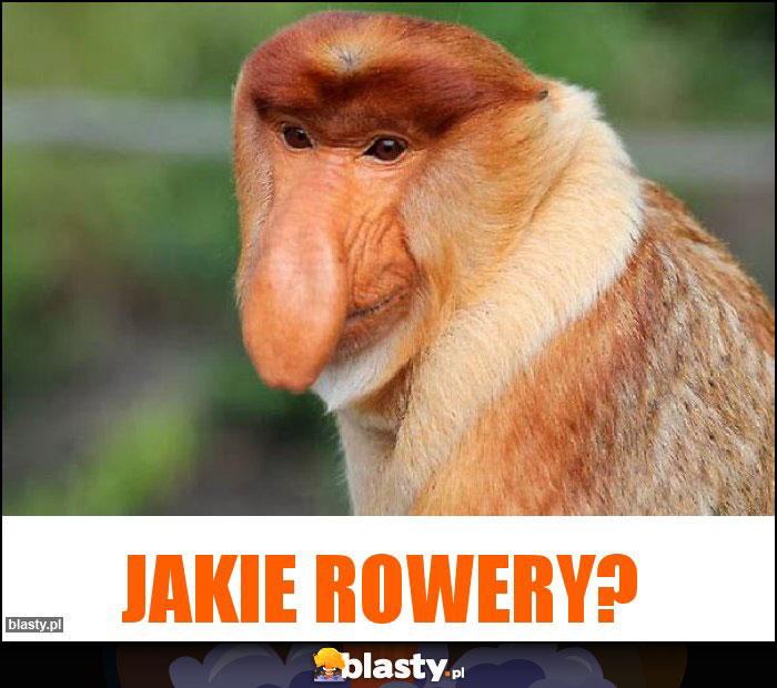 Jakie rowery?