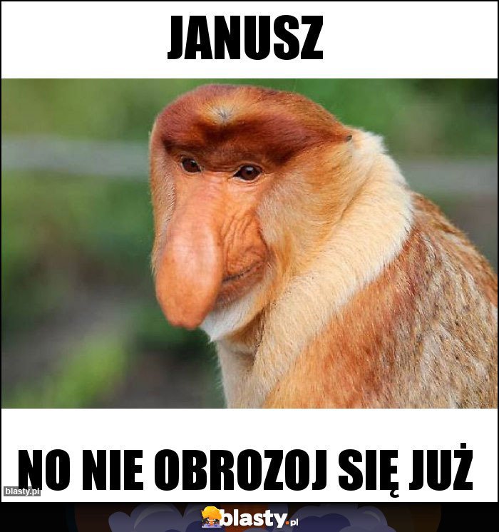 Janusz