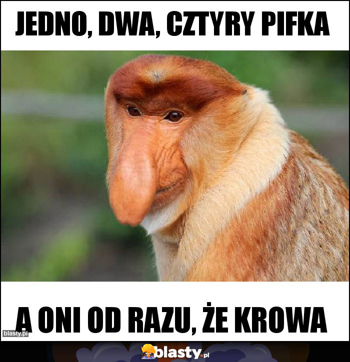 Jedno, dwa, cztyry pifka