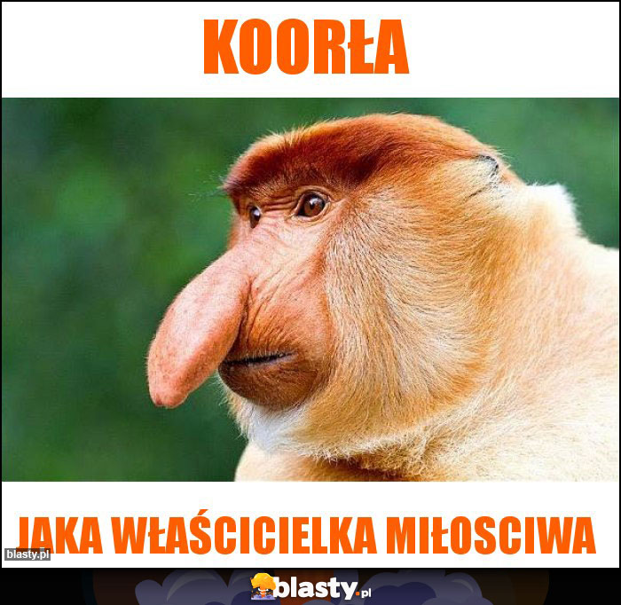 KOORŁA