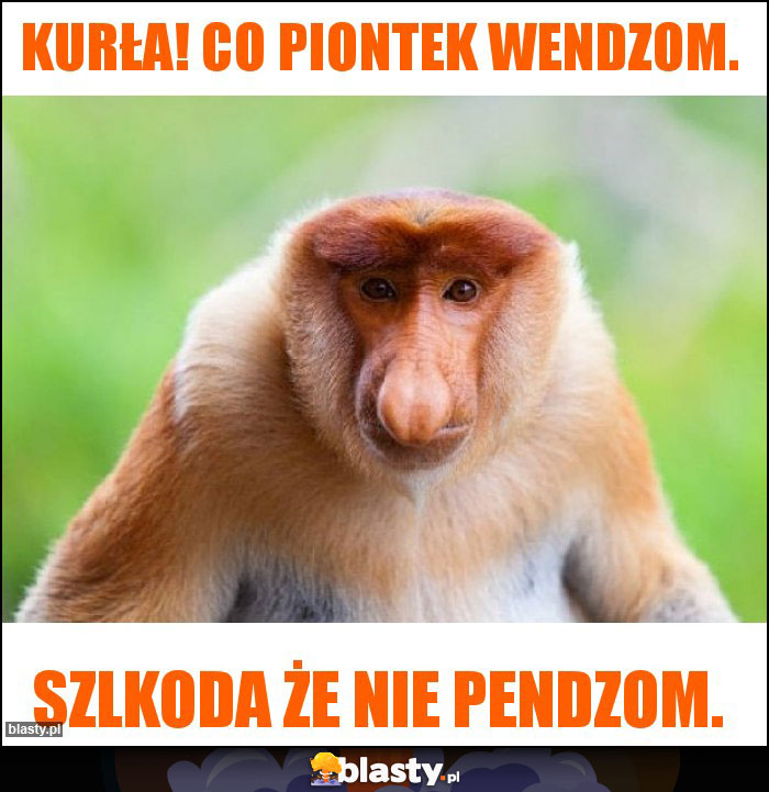 Kurła! Co piontek wendzom.