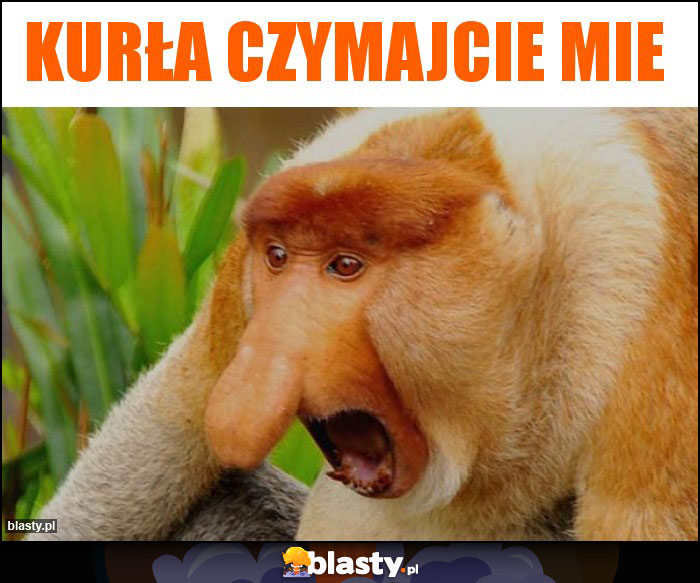 Kurła czymajcie mie