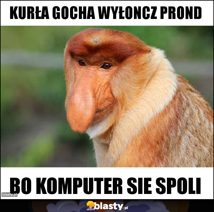 Kurła gocha wyłoncz prond