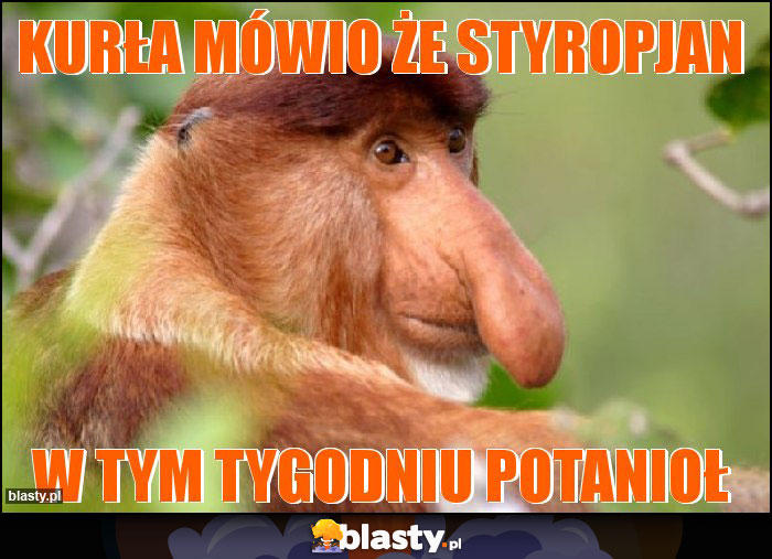 kurła mówio że styropjan