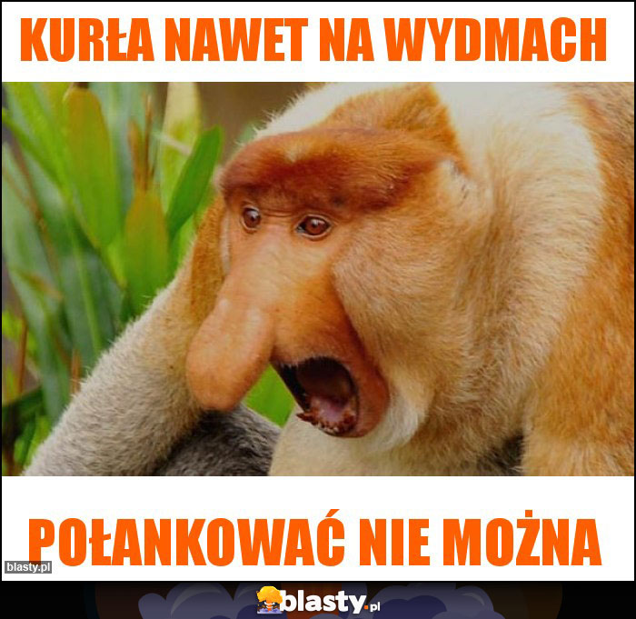 Kurła nawet na wydmach