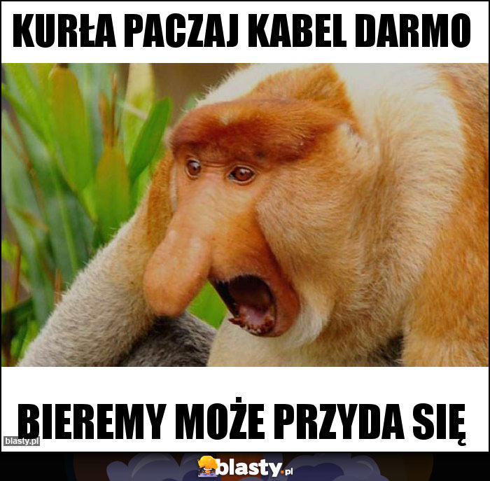 KURŁA PACZAJ KABEL DARMO