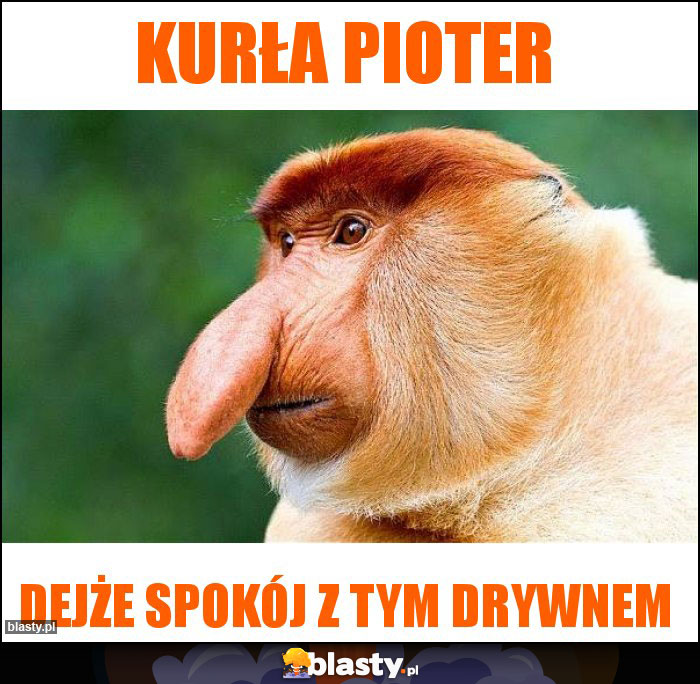 KURŁA PIOTER