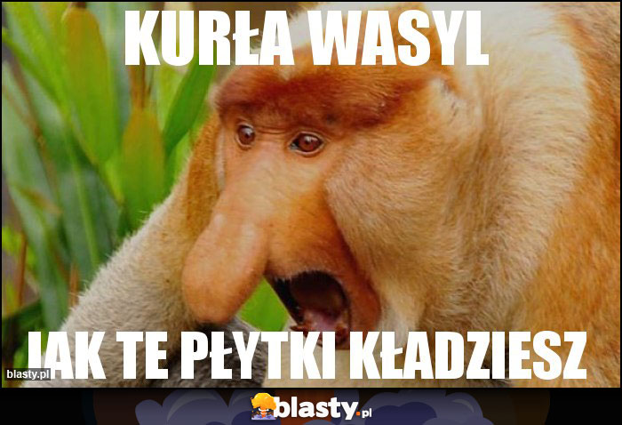 Kurła wasyl