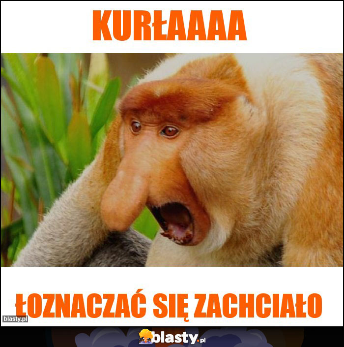 Kurłaaaa