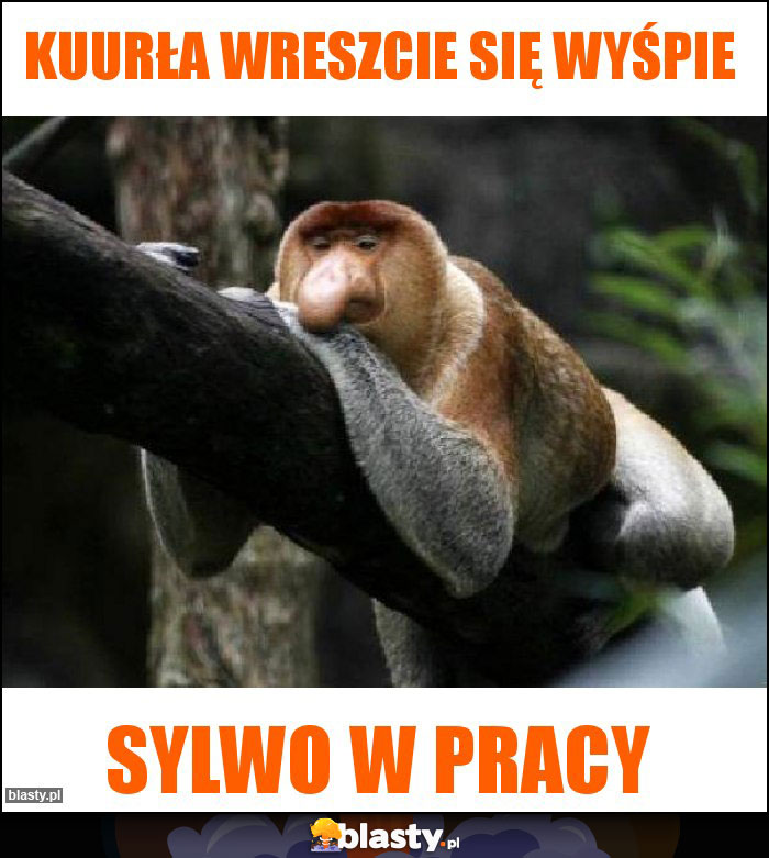 Kuurła wreszcie się wyśpie