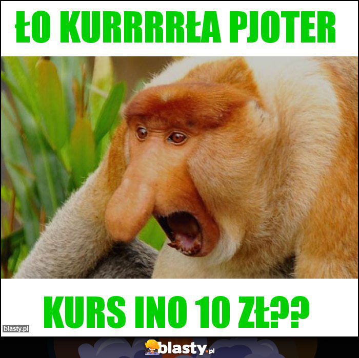 ŁO KURRRRŁA PJOTER