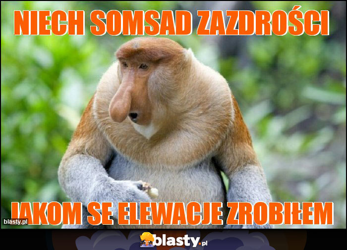 niech somsad zazdrości