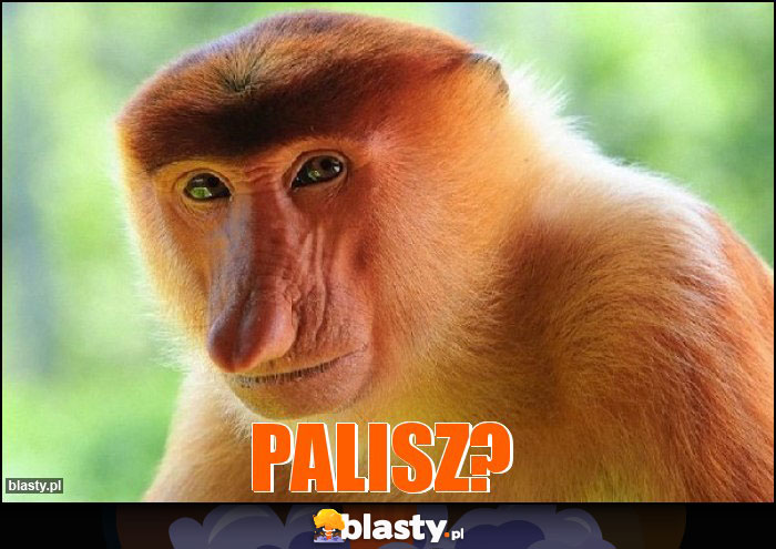 PALISZ?