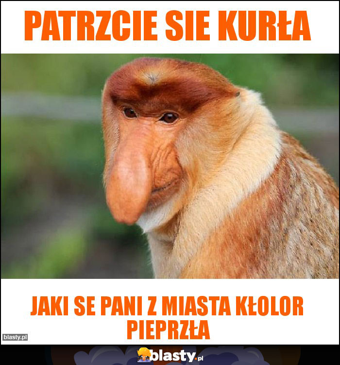 Patrzcie sie kurła