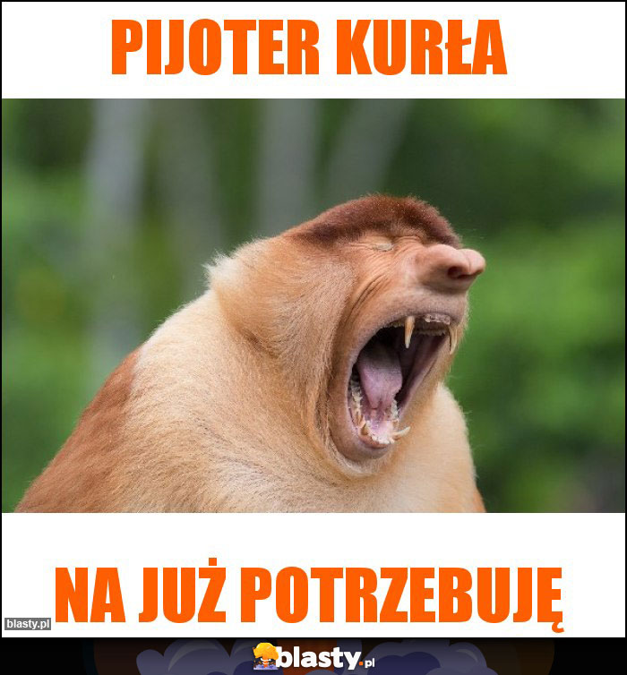 PIJOTER KURŁA