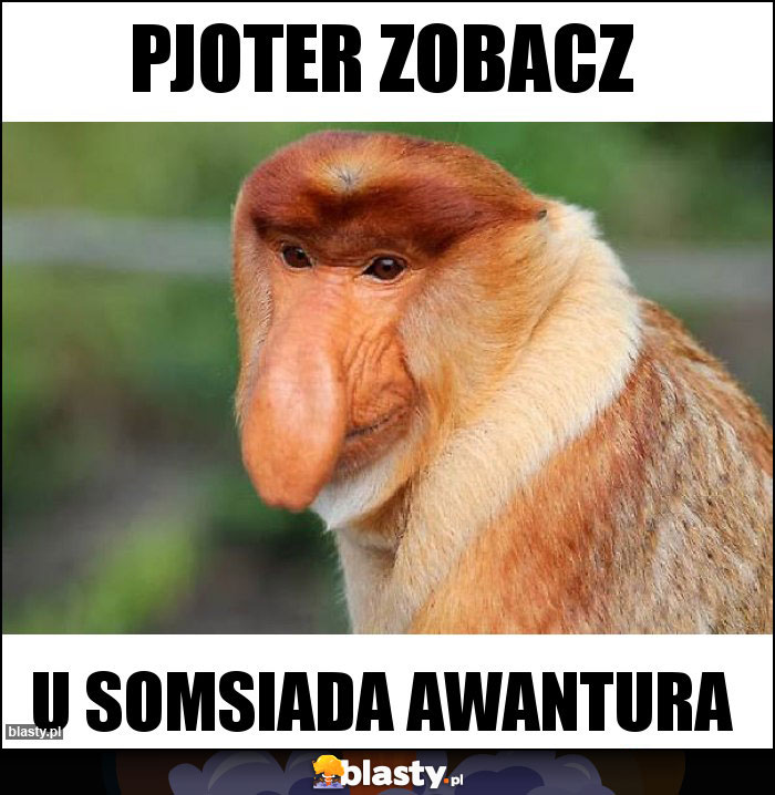 PJOTER ZOBACZ