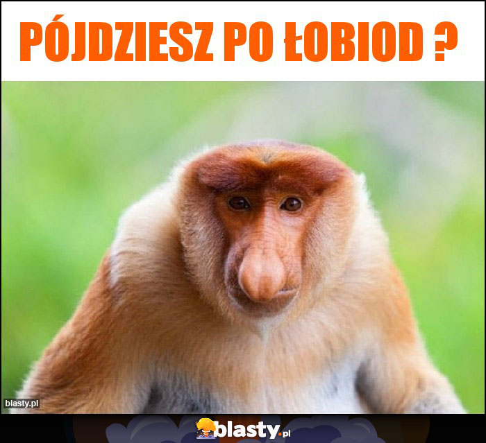 Pójdziesz po łobiod ?