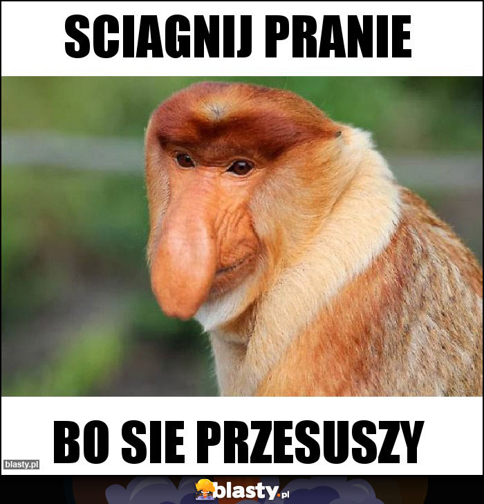 Sciagnij pranie