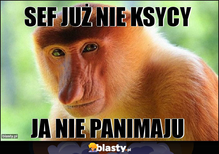 sef już nie ksycy