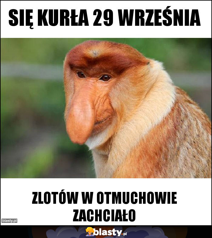 SIĘ KURŁA 29 WRZEŚNIA