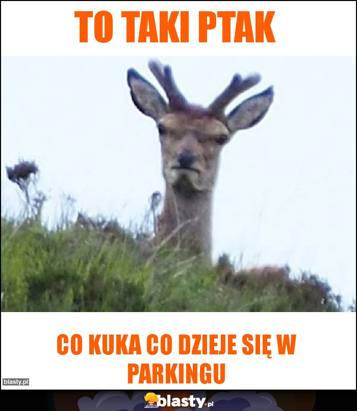 To taki ptak