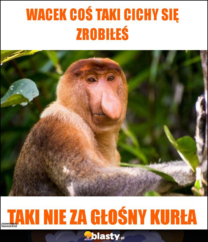 Wacek coś taki cichy się zrobiłeś