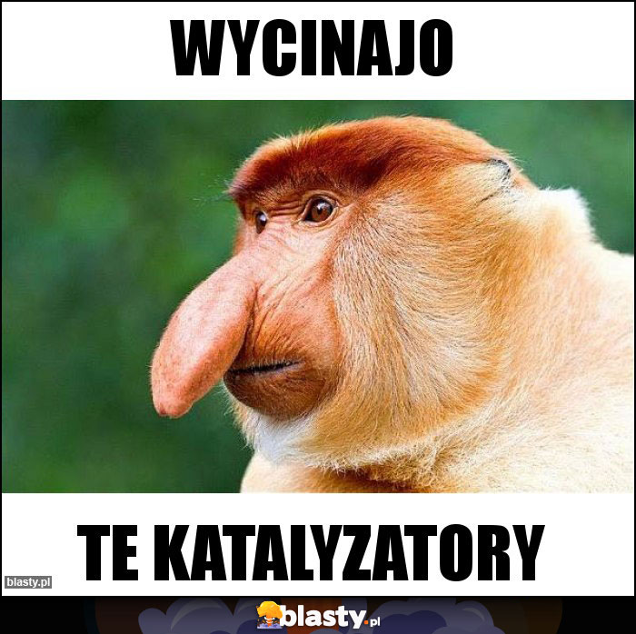 Wycinajo