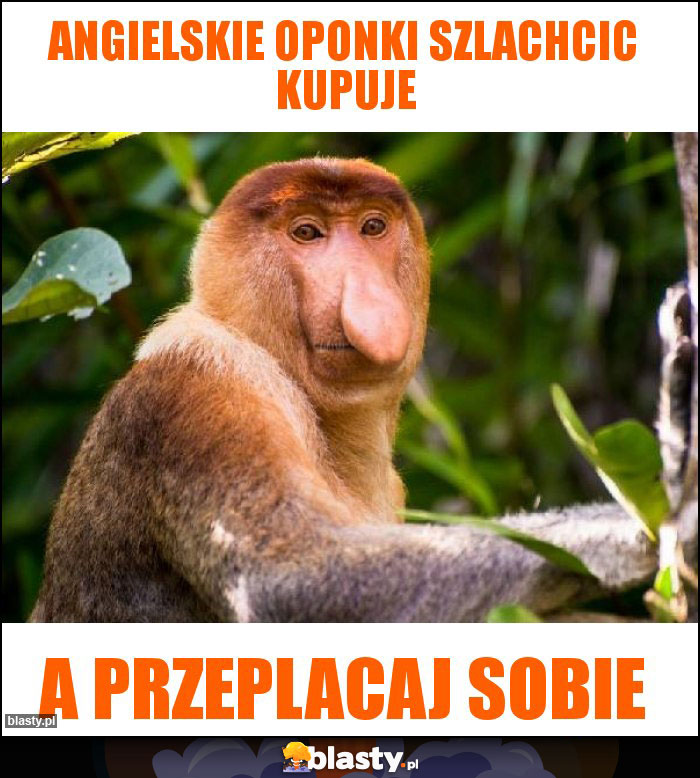 ANGIELSKIE OPONKI SZLACHCIC KUPUJE