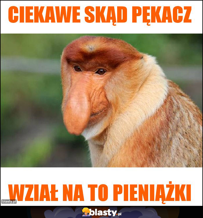 Ciekawe skąd pękacz