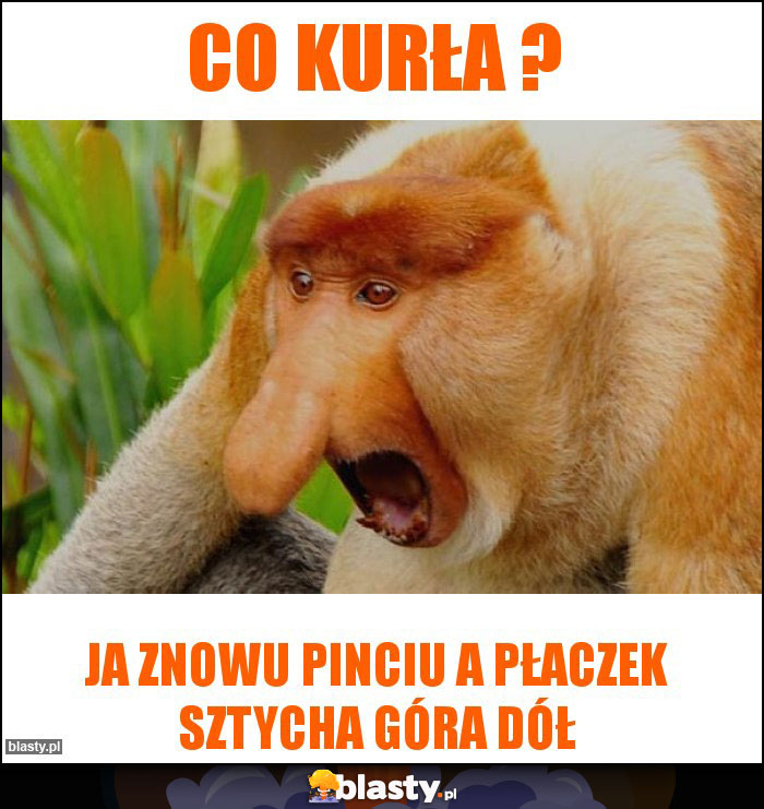 co kurła ?