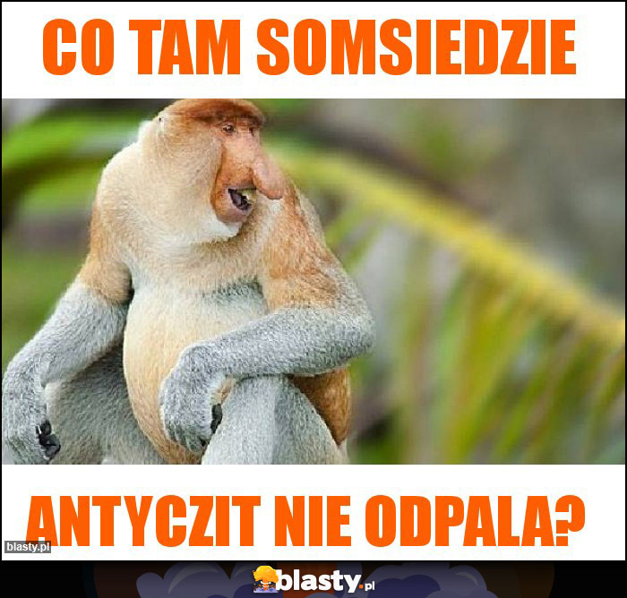 CO TAM somsiedzie