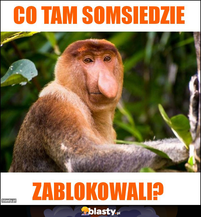 Co tam somsiedzie