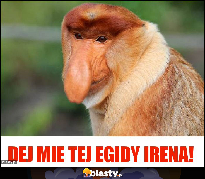 Dej mie tej Egidy Irena!