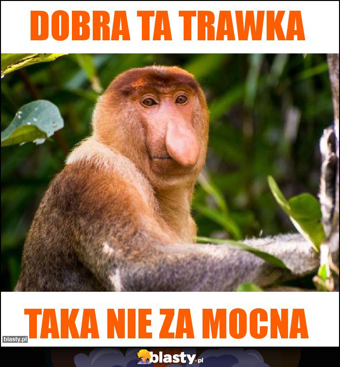 Dobra ta trawka