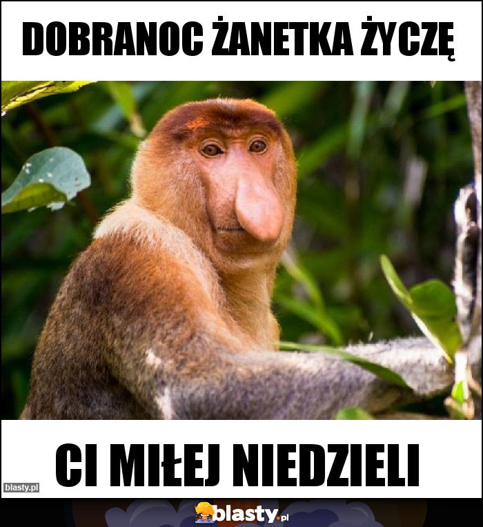 Dobranoc Żanetka życzę