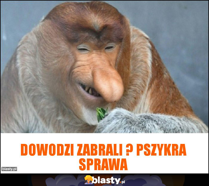 Dowodzi zabrali ? Pszykra sprawa