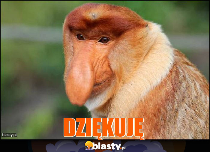 Dziękuję